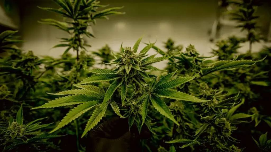 weed plants