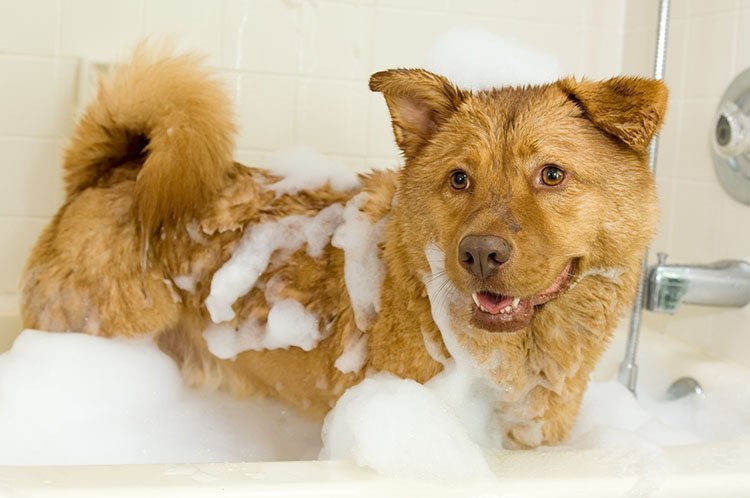 a pup covered in foam
